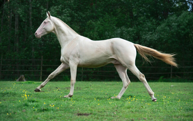 running-creamello-purebred-akhalteke-stallion-in-paddock