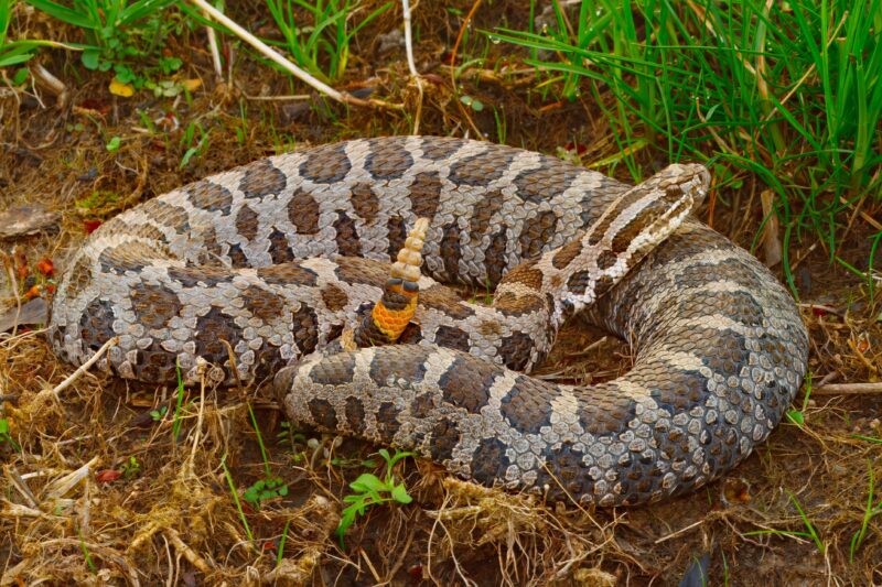 An Eastern Massasauga Rattlesnake, Sistrurus catenatus, in wet grassy habitat.