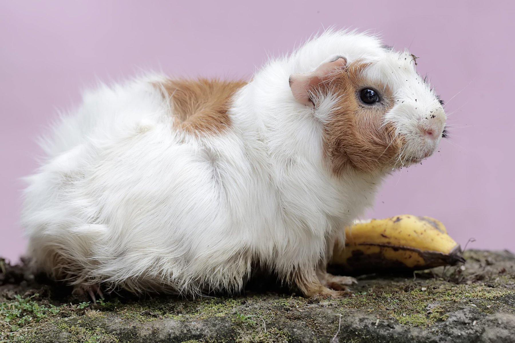 An adult female guinea eating a banana that has fallen to the ground