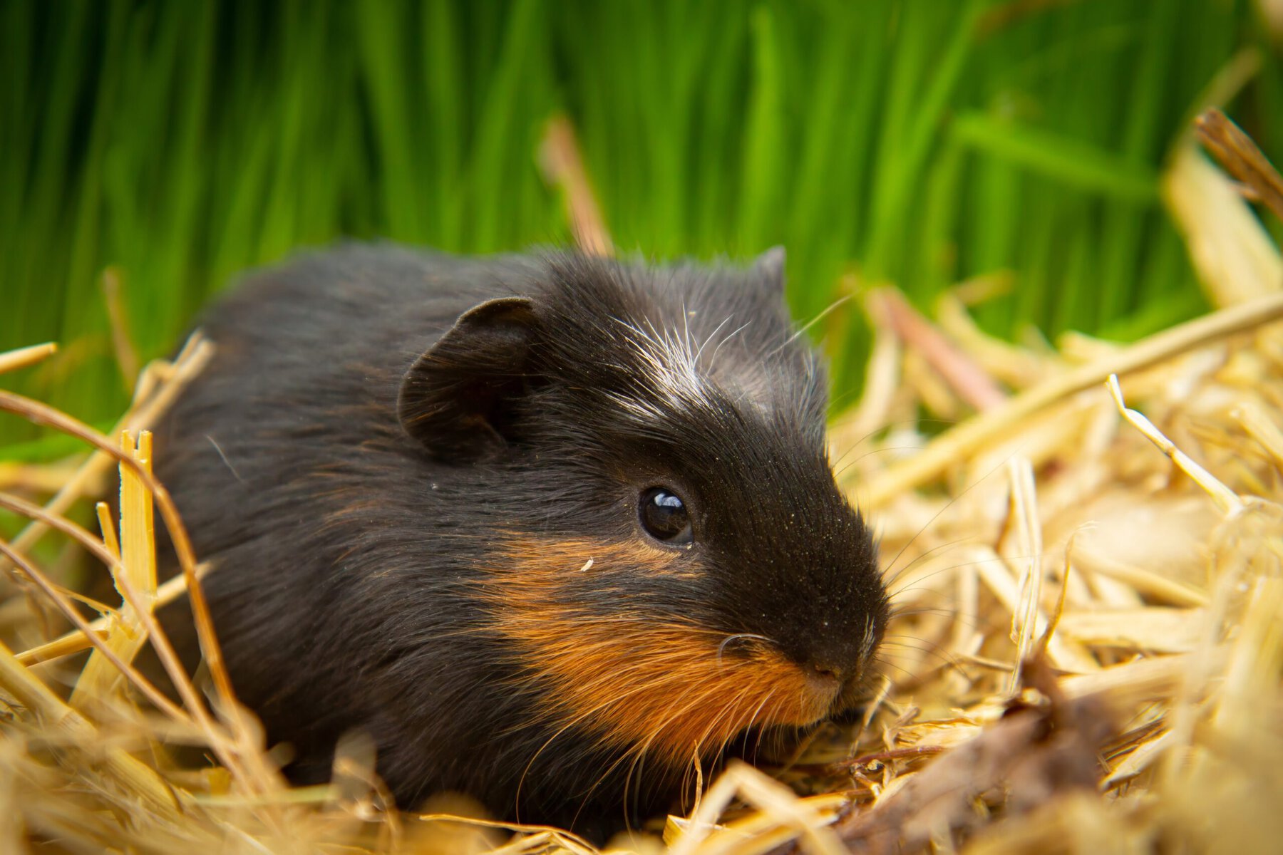 Guinea pig eating grass outside in the garden