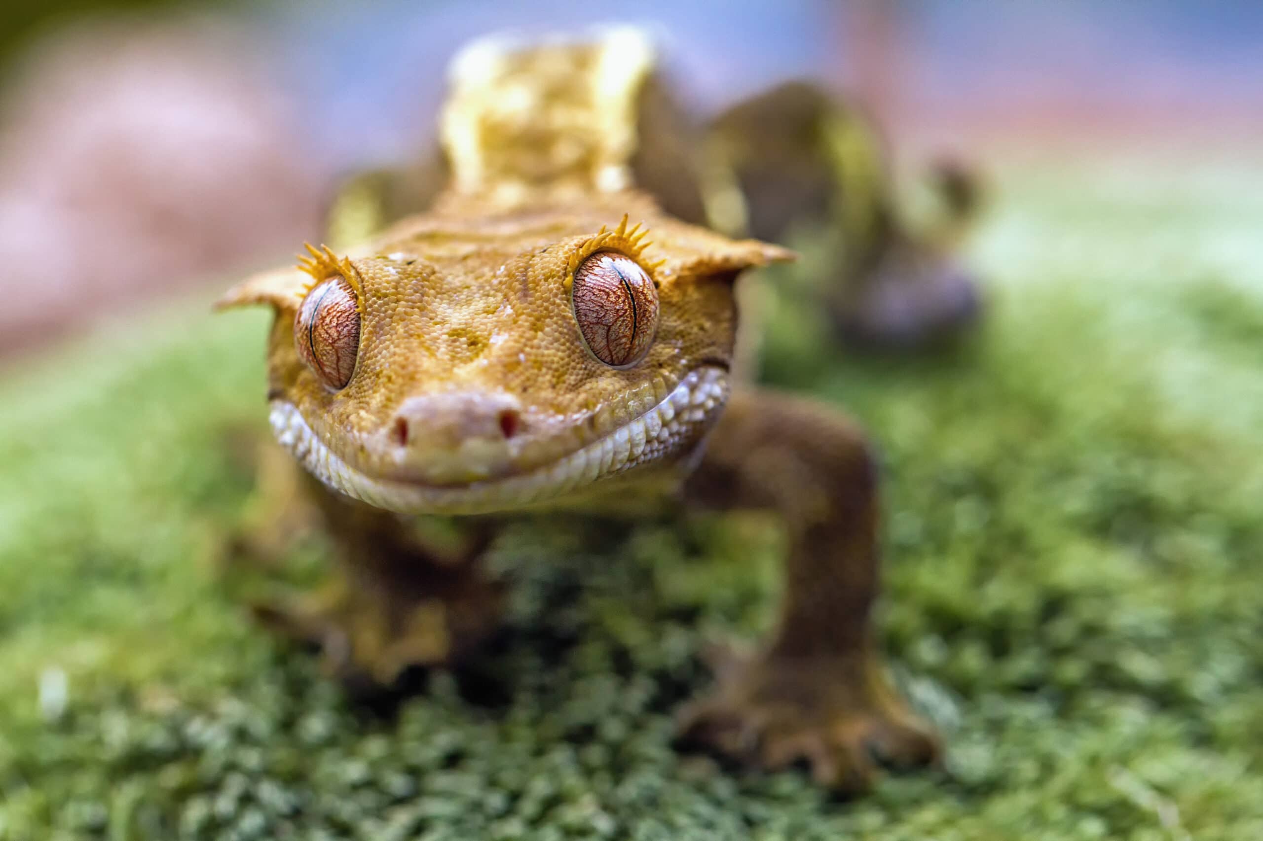 New-Caledonian-crested-gecko-Kefca-Shutterstock-scaled-1