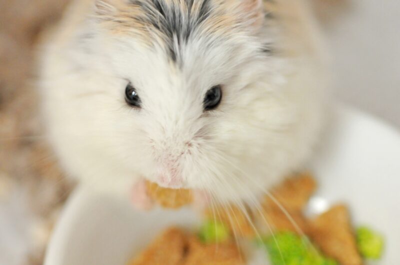 Roborovski dwarf hamster is eating pellets and vegetables