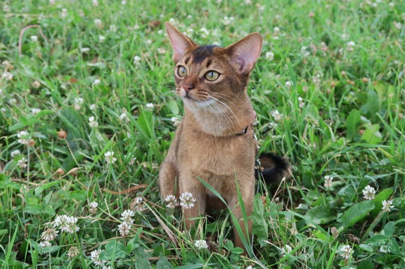 abyssinian-cat-in-the-grass