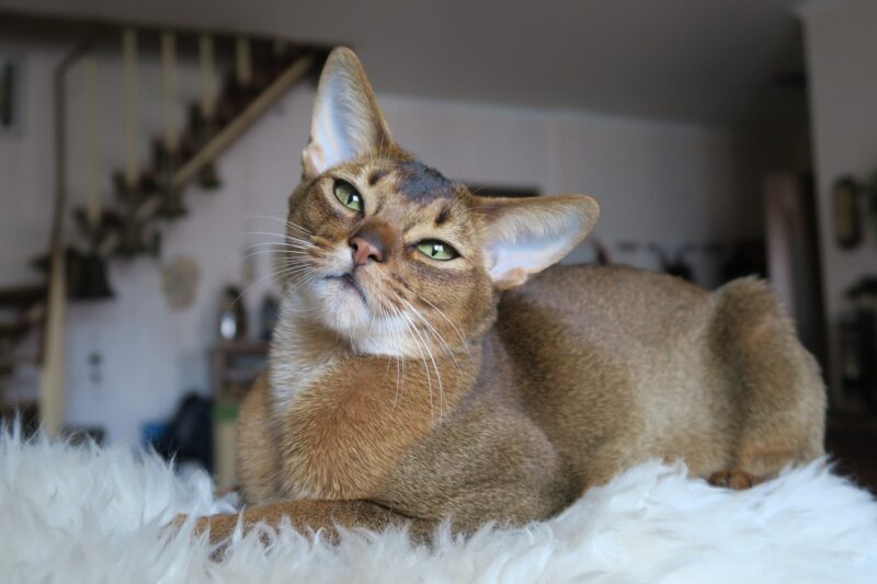 abyssinian-cat-lying-on-the-carpet