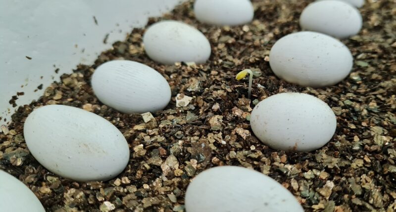 bearded dragon eggs on vermiculite