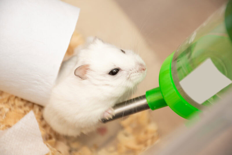 cute white hamster drinking water