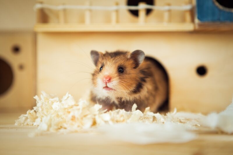 hamster going out from its house