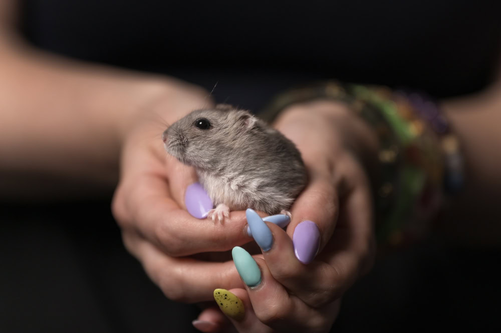 hamster in the hands of owner