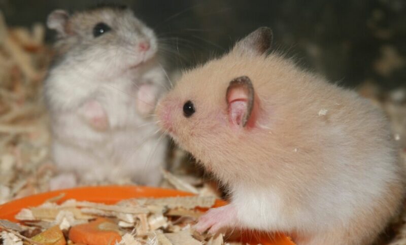 hamsters playing together