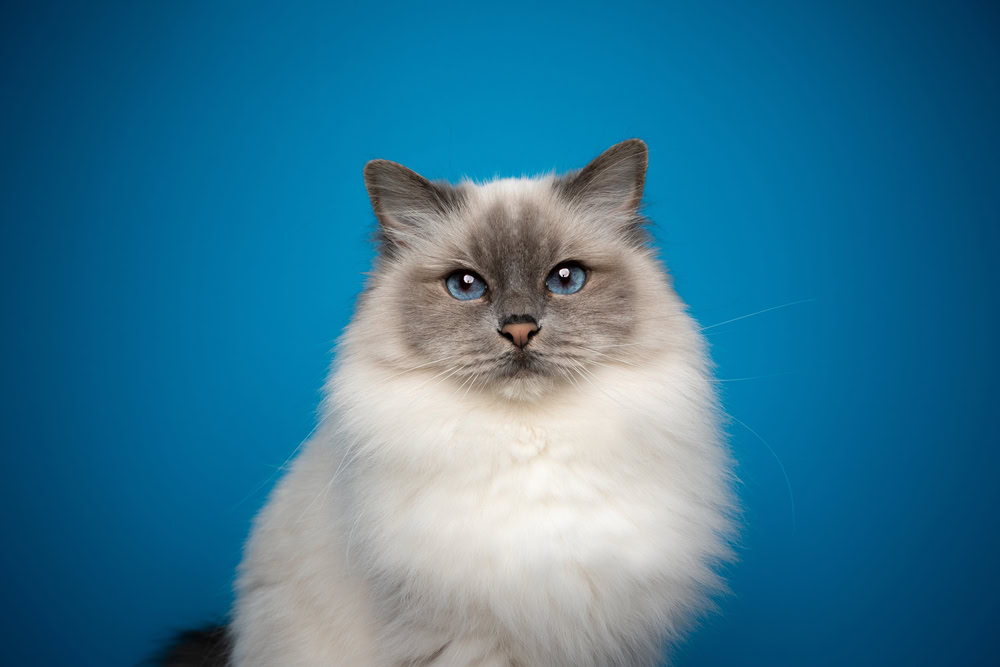 Blue point Birman cat