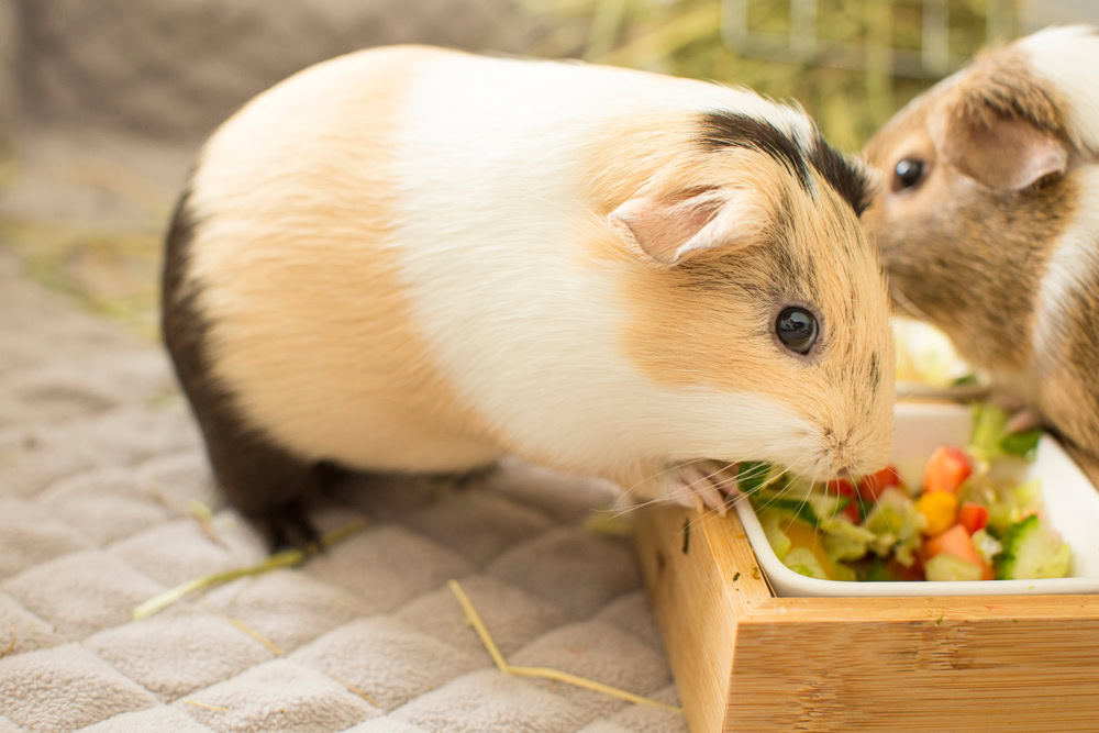 side view of guinea pig with salad