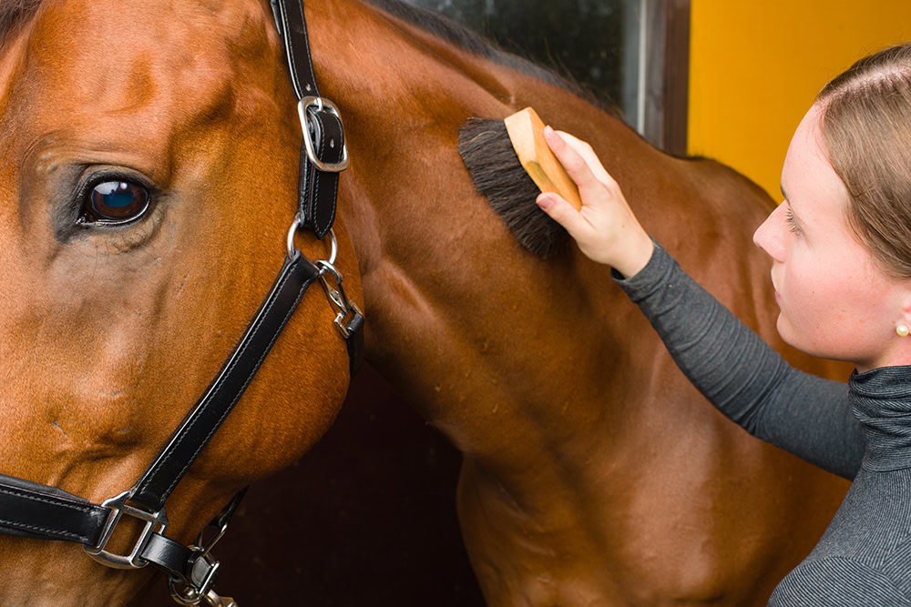 woman brushing a horse
