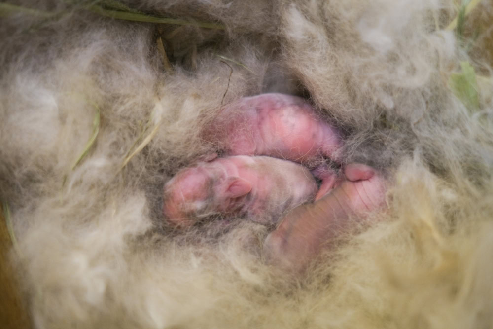 Baby bunny in nest box