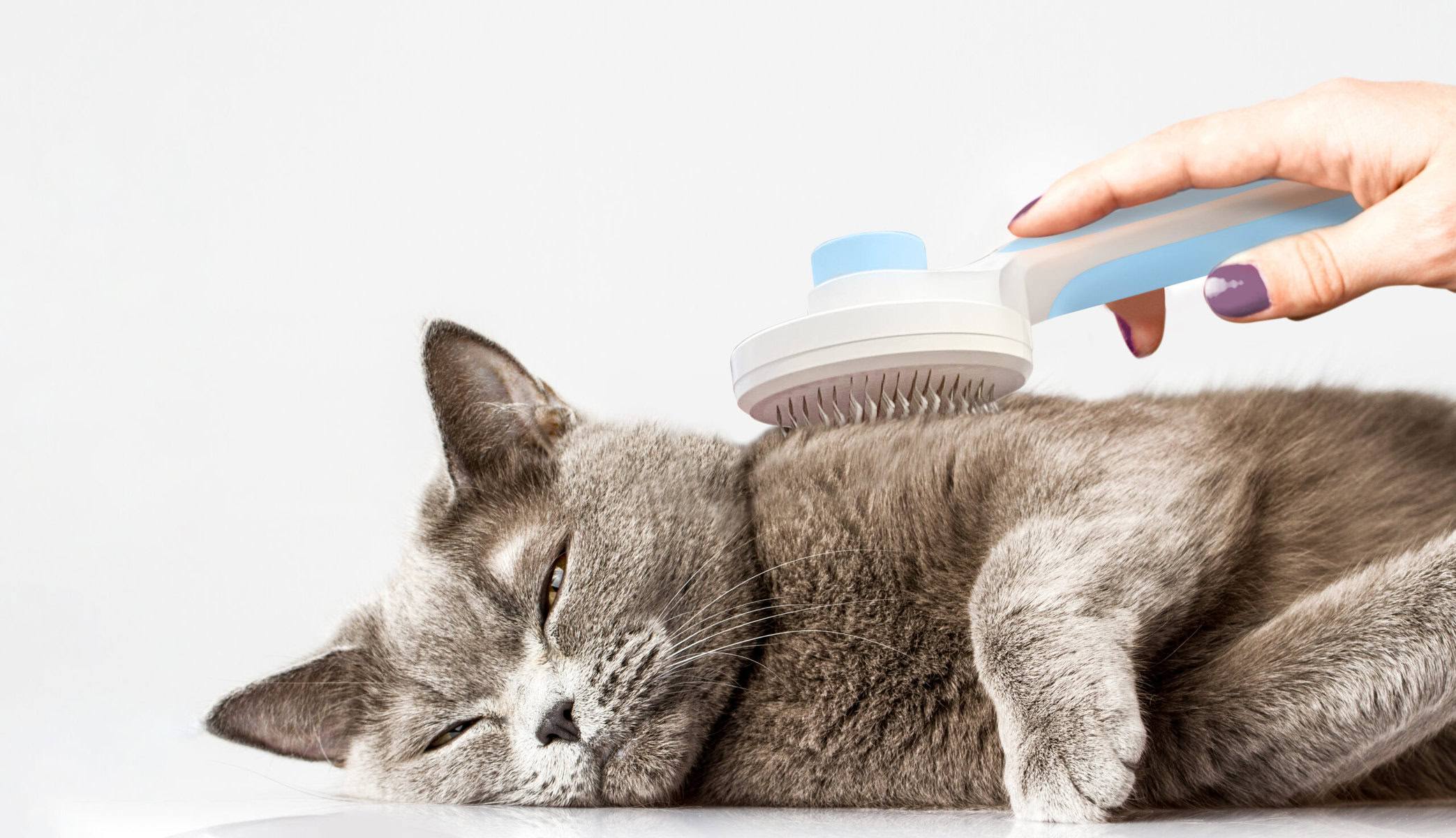 Grey short haired cat being brushed with a Hepper brush