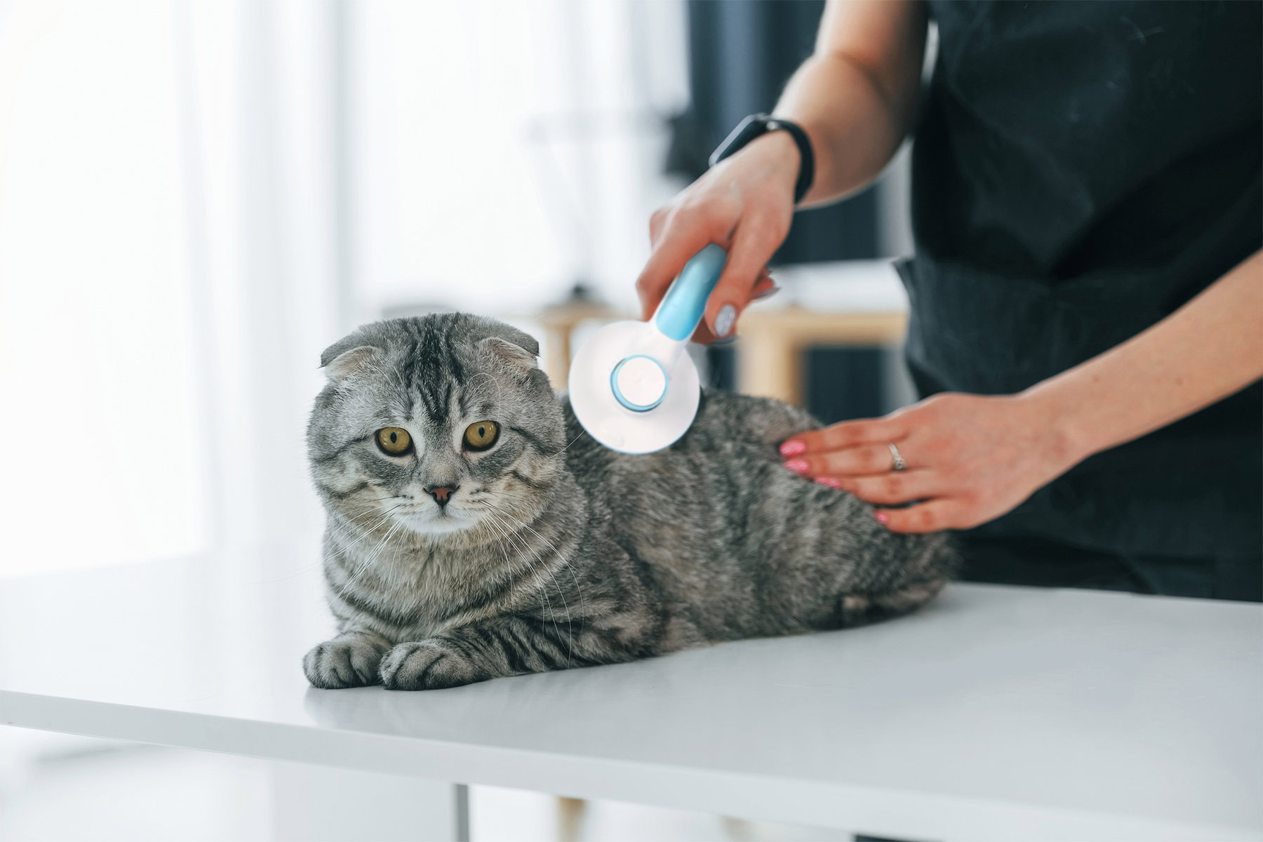 Scottish fold being brushed with Hepper brush