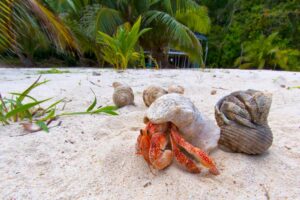Hermit crab on white sand tropical paradise beach