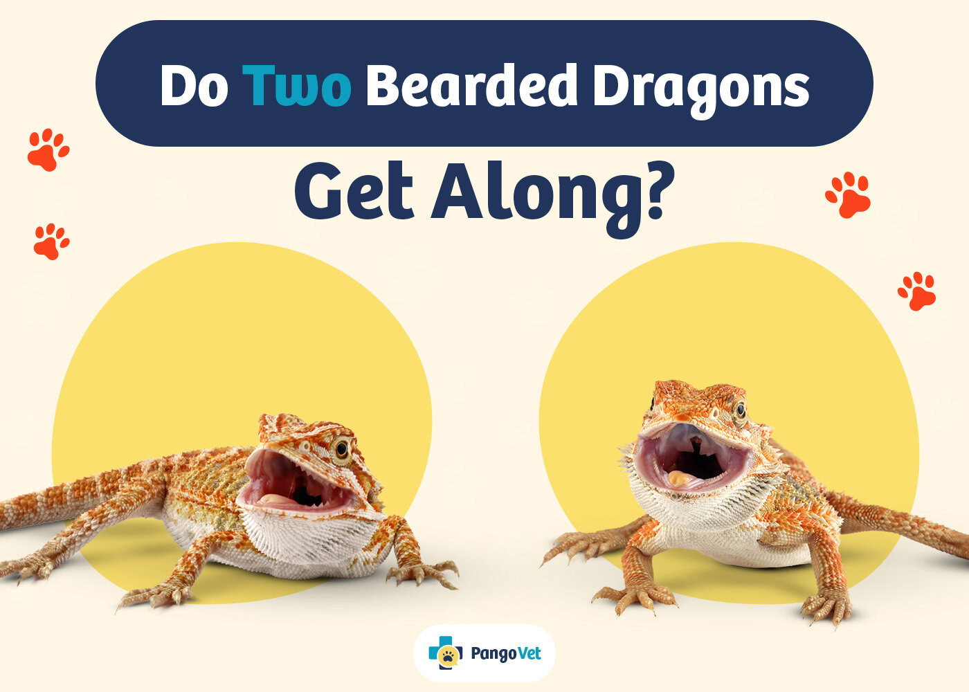 PangoVet_Two Bearded Dragons Get Along_v1_Aug 9 2024