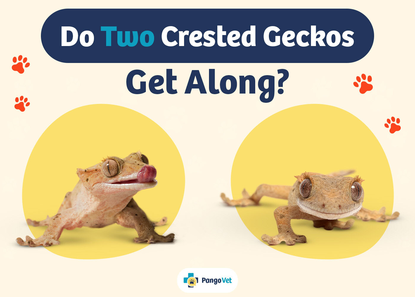 PangoVet_Two Crested Geckos Get Along_v1_Aug 9 2024