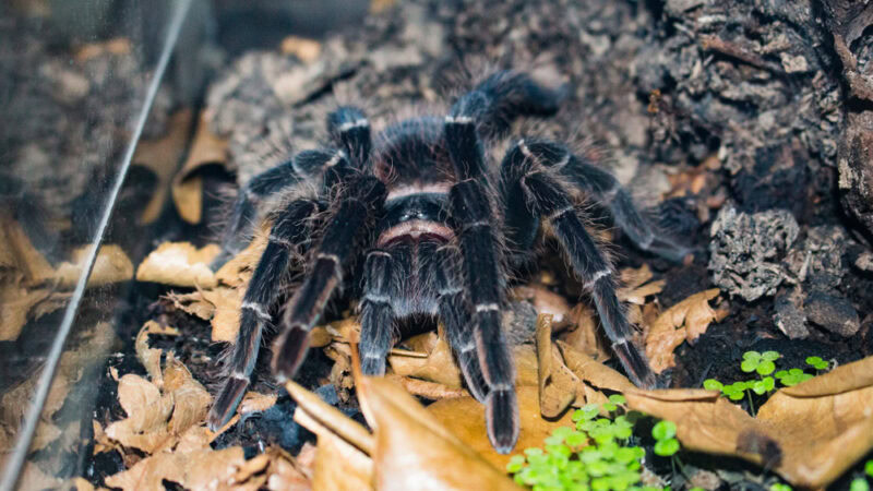 Salmon Pink Birdeater Tarantula in the tank