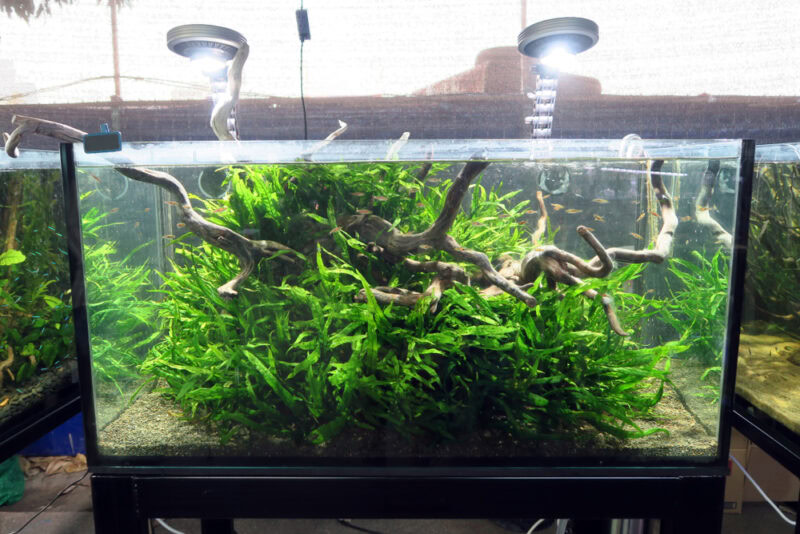 aquarium-with-plants-and-decor