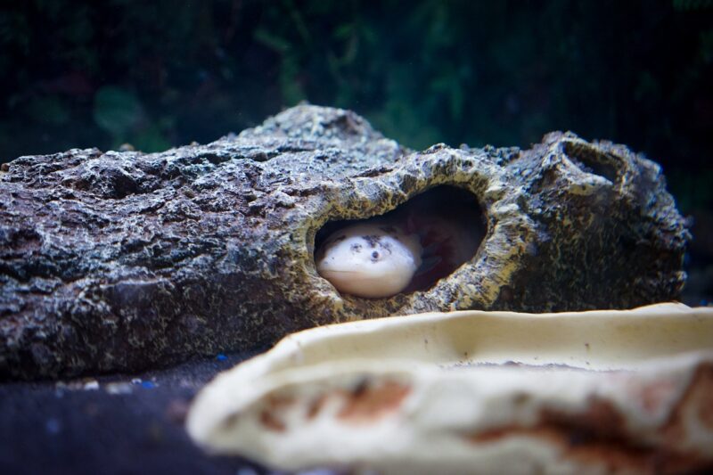 axolotl-hiding-in-the-shelter
