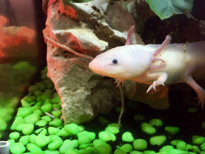 axolotl-in-the-tank