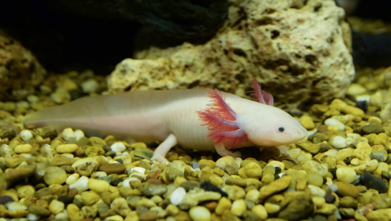 axolotl-swimming-in-aquarium