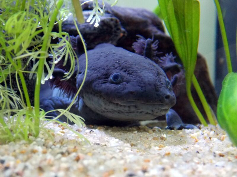 black-melanistic-axolotl