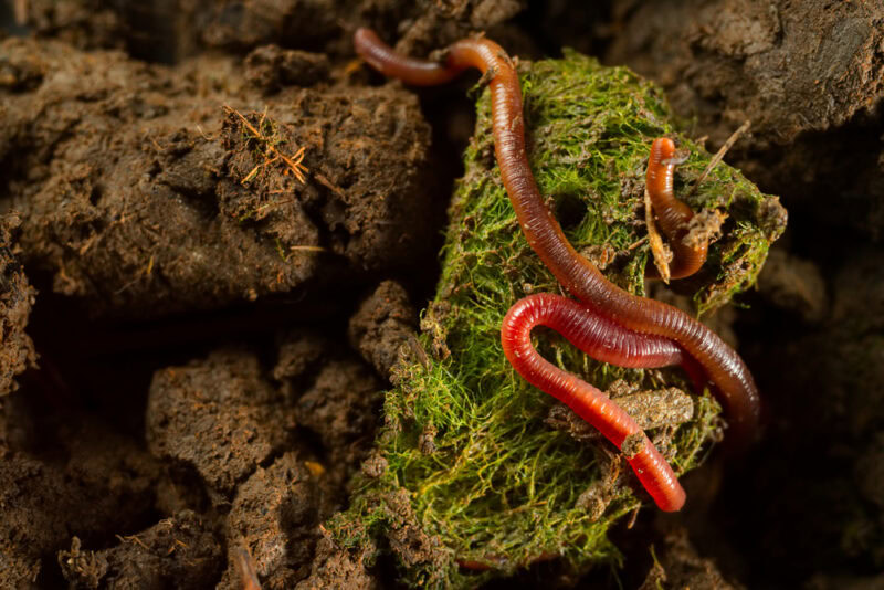 close-up-of-earthworms