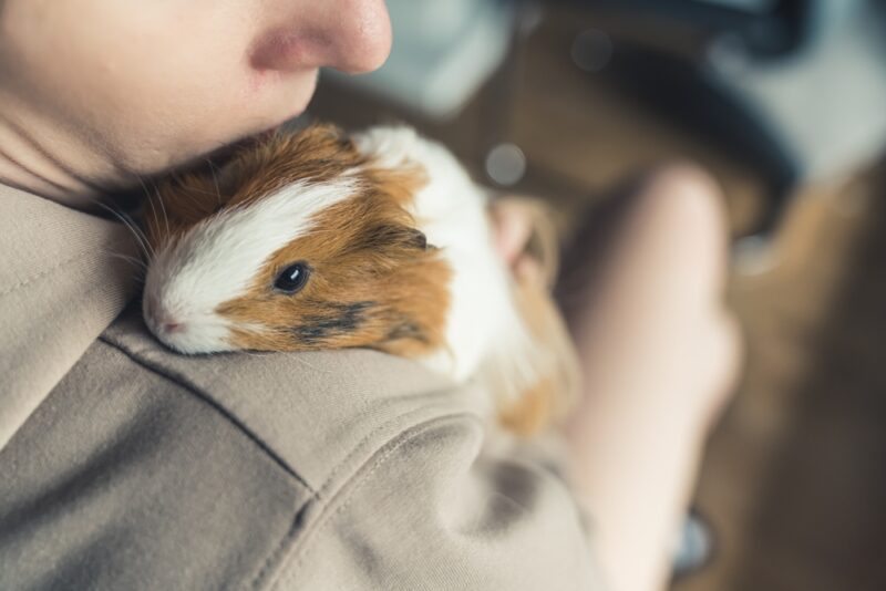owner-hugging-guinea-pig-over-the-shoulder