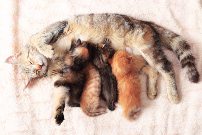 tabby cat nursing her kittens