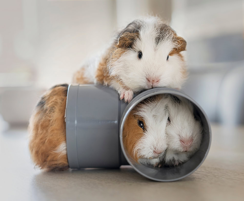 three-guinea-pigs-playing-with-each-other_
