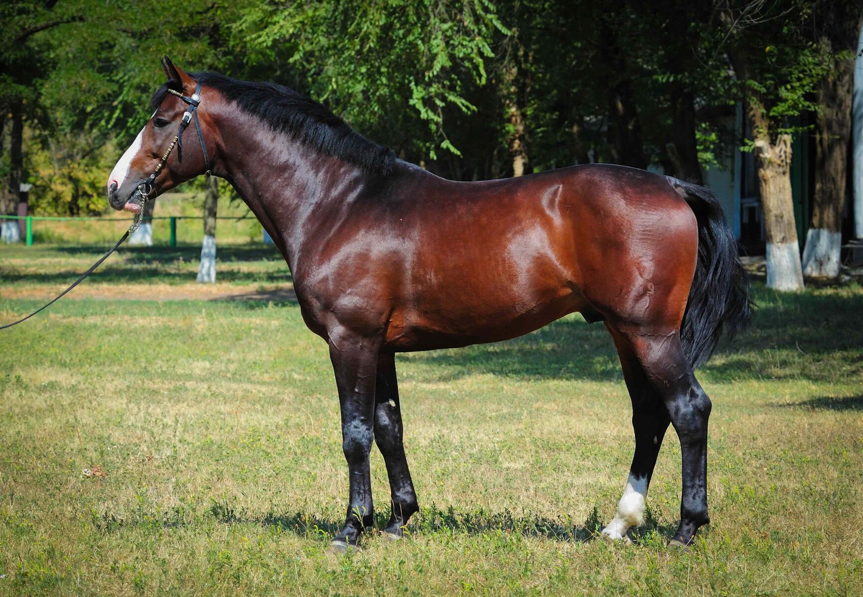 Beautiful trakehner stallion_Julia Remezova_Shutterstock