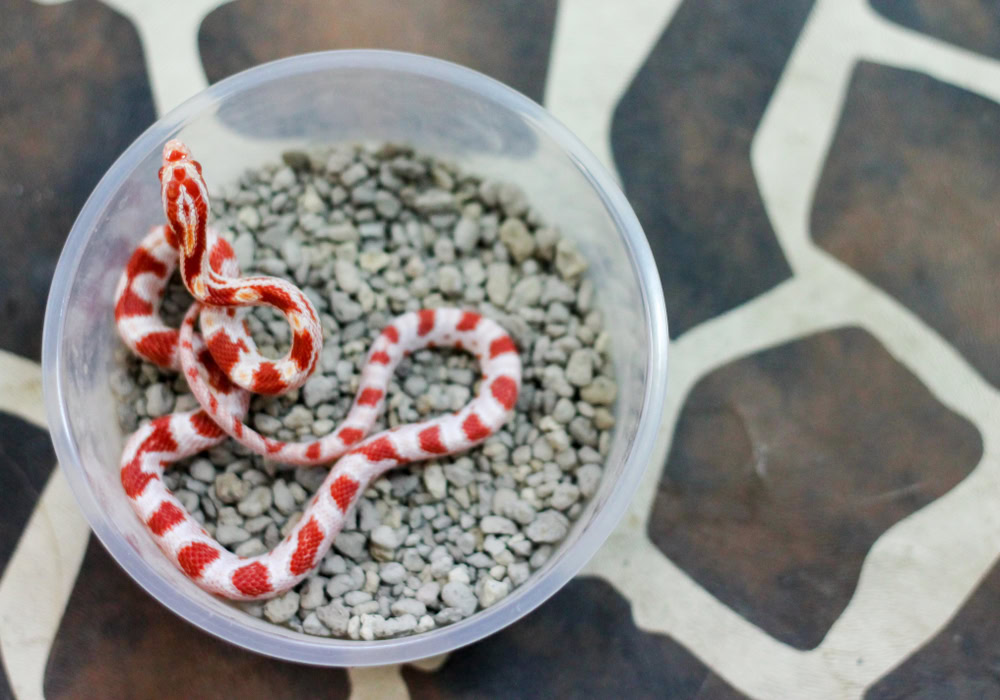 Candy Cane Corn Snake in pile of rocks