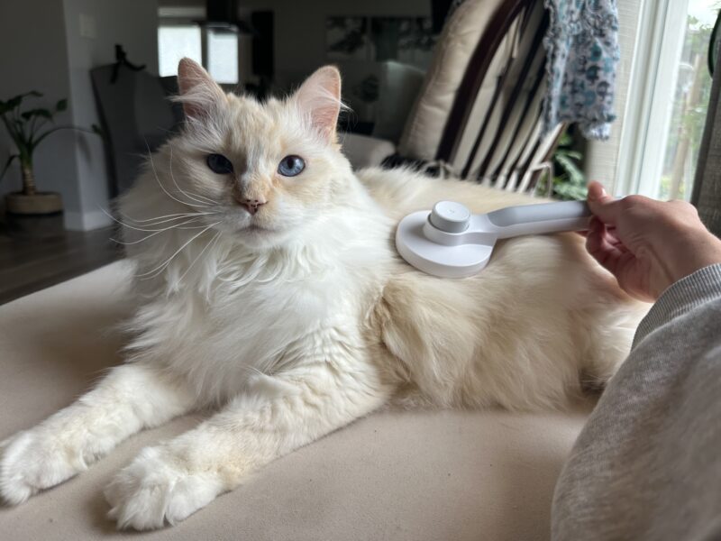 Cat with long hair being brushed with hepper brush