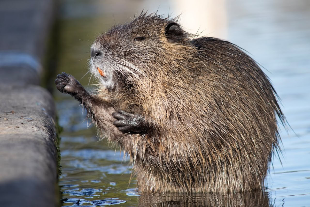 Closeup of beaver standing in the water