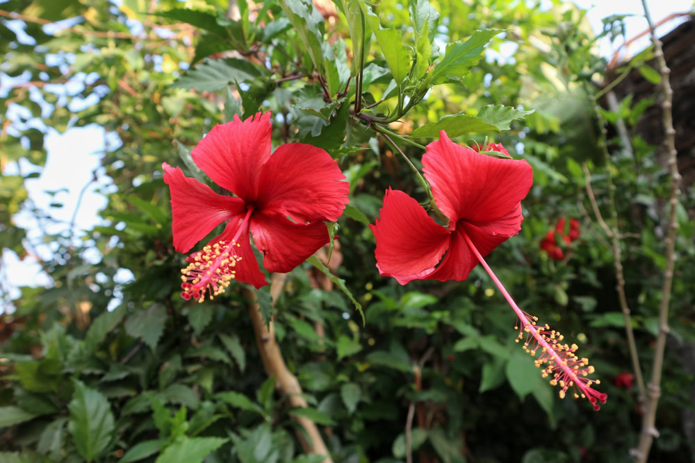 Hibiscus,Rosa-sinensis
