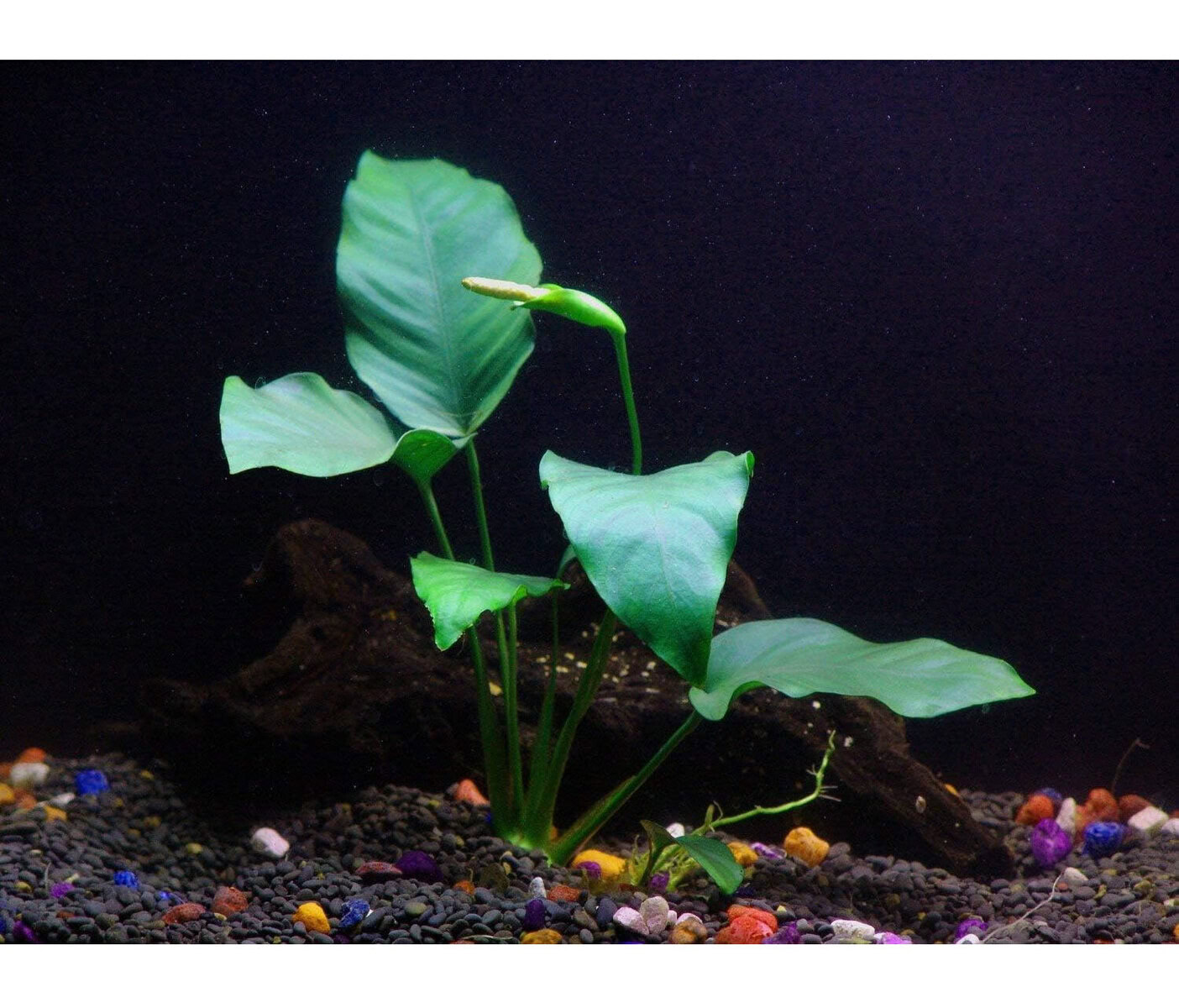 Java Fern