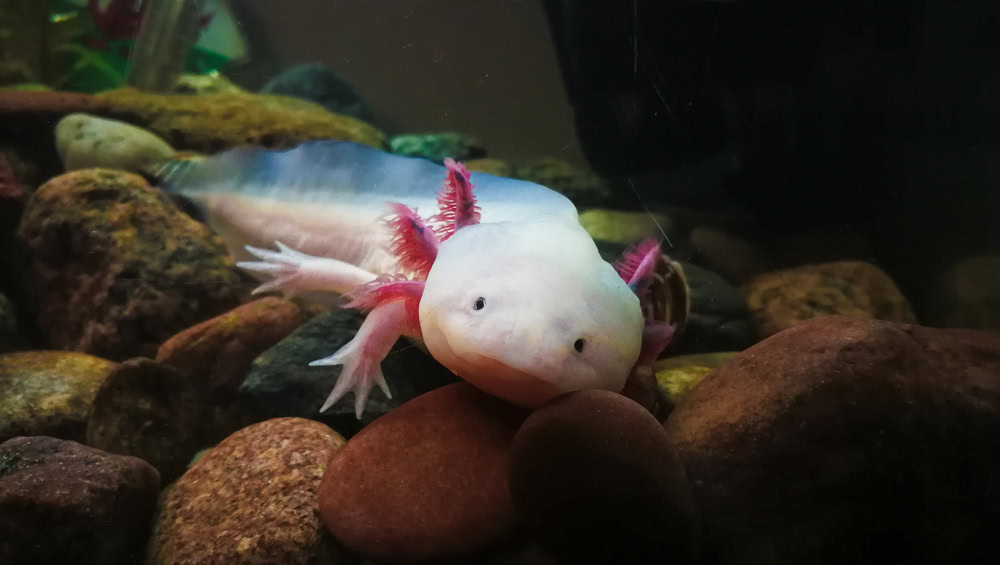 Leucistic Axolotl