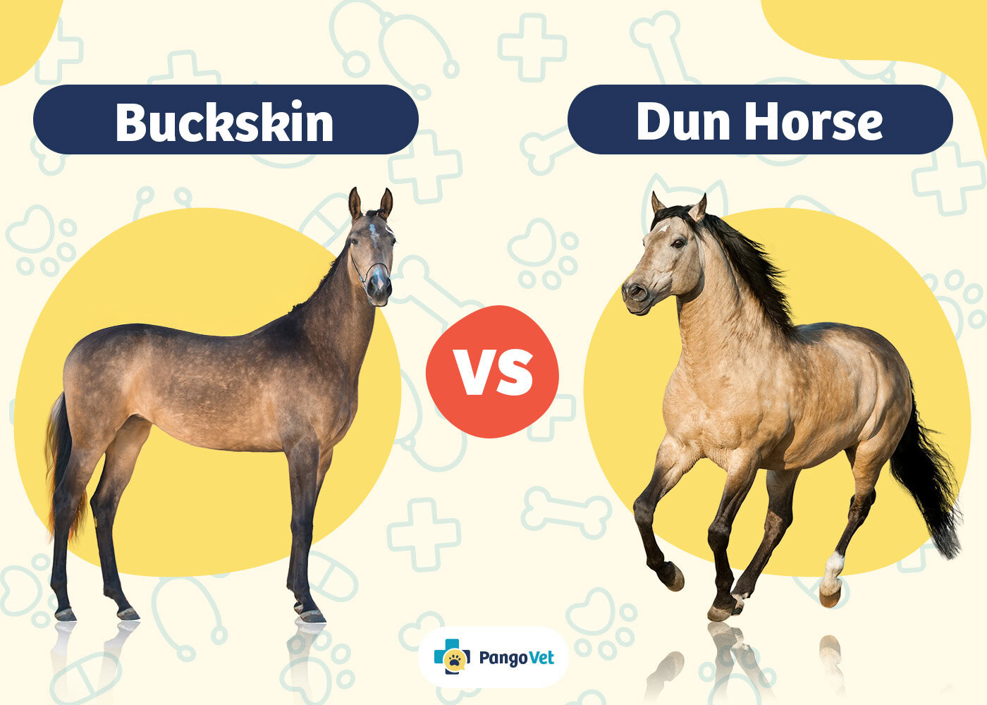 PangoVet_Buckskin vs Dun Horse