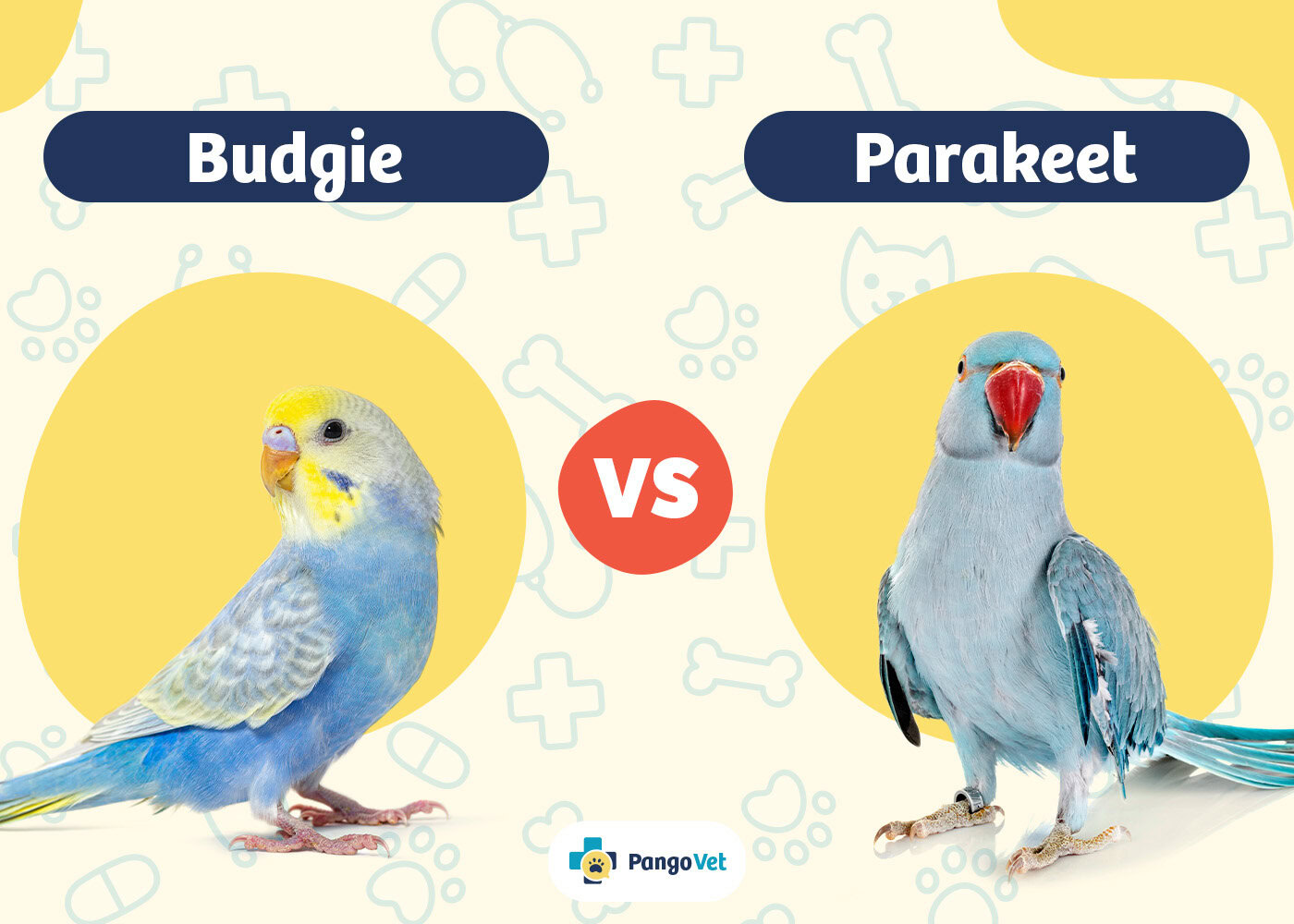PangoVet_Budgie vs Parakeet