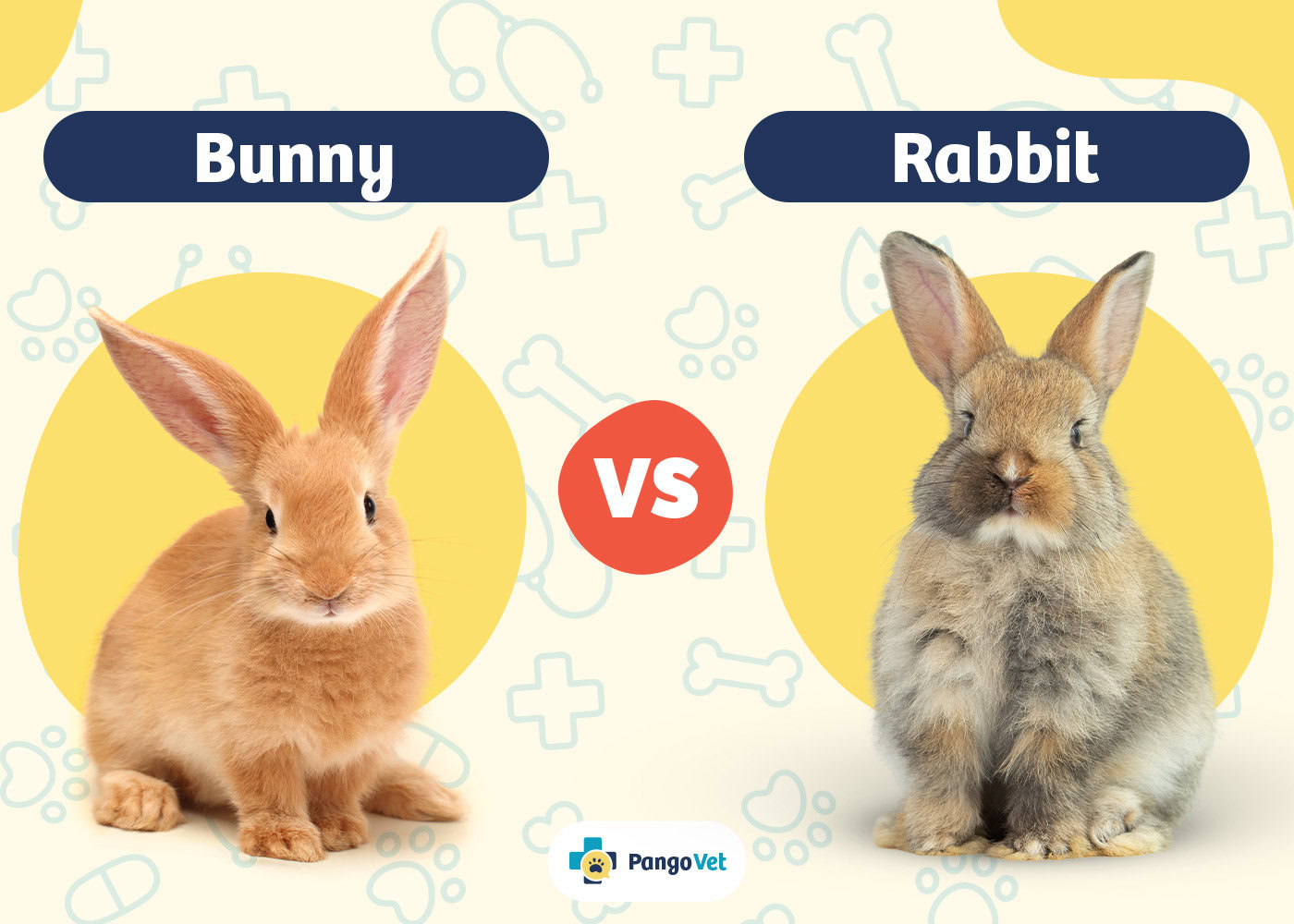PangoVet_Bunny vs Rabbit