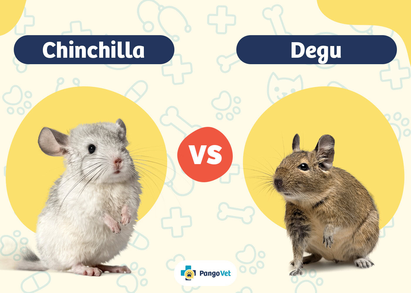 PangoVet_Chinchilla vs Degu