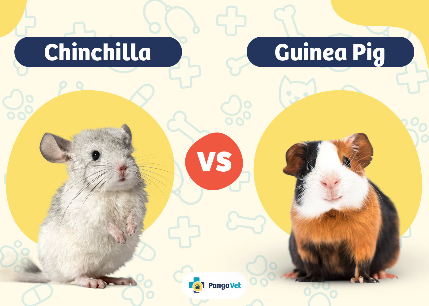 PangoVet_Chinchilla vs Guinea Pig