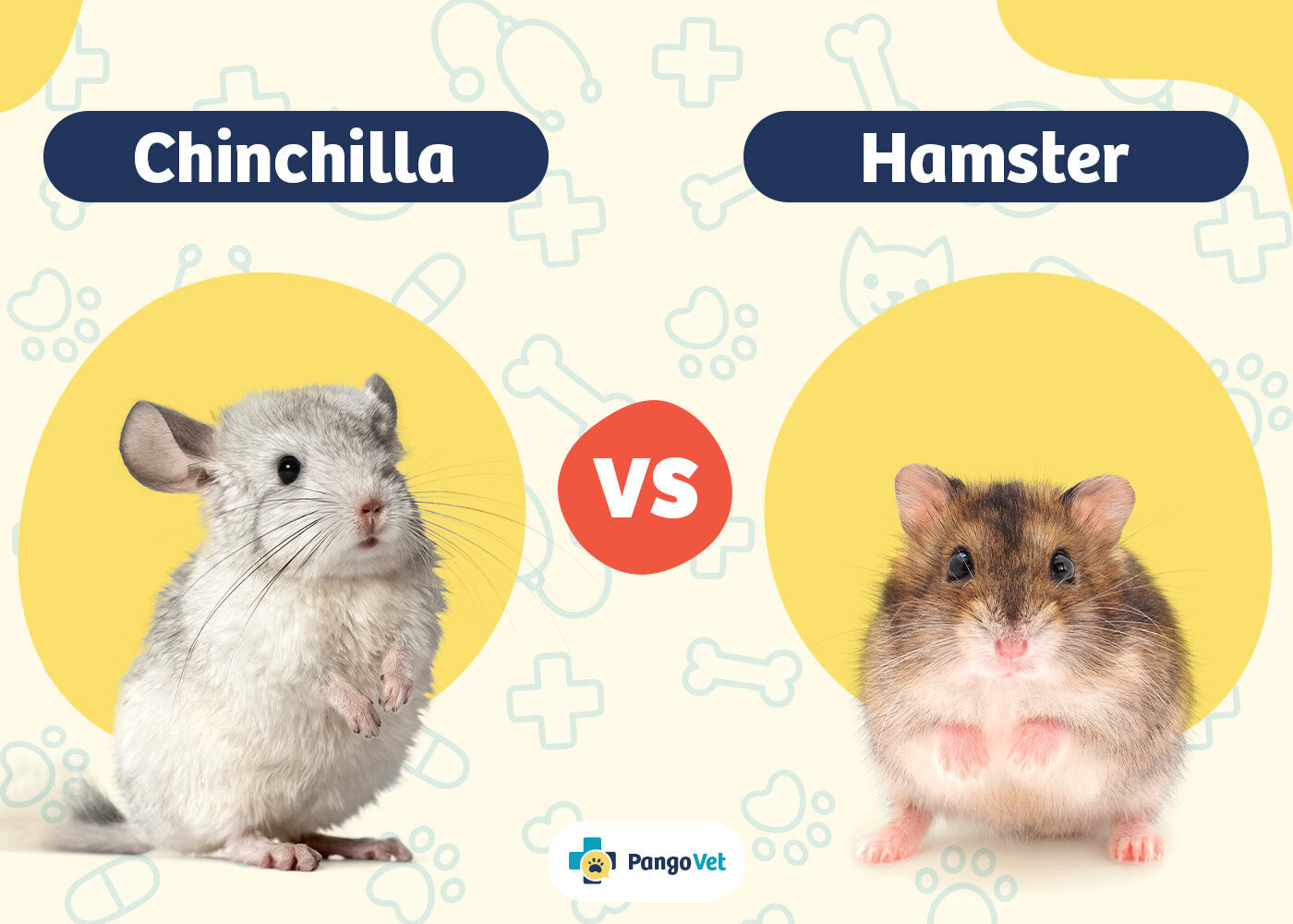 PangoVet_Chinchilla vs Hamster