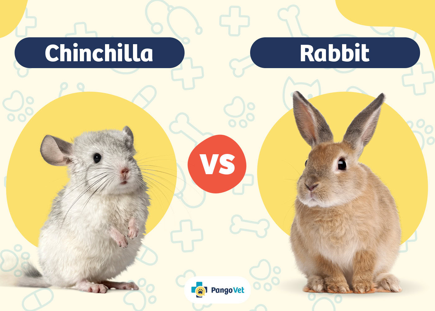 PangoVet_Chinchilla vs Rabbit