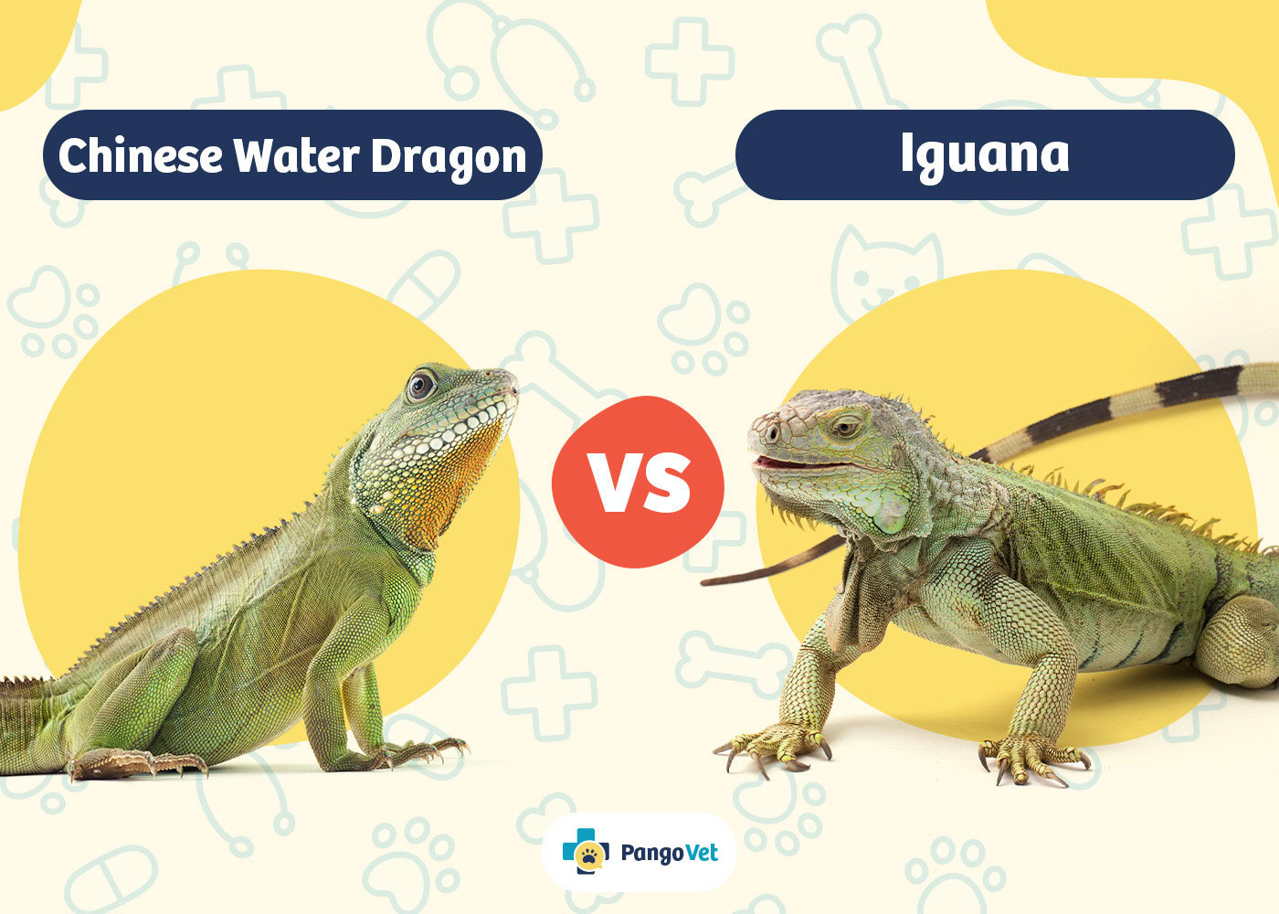 PangoVet_Chinese Water Dragon vs Iguana