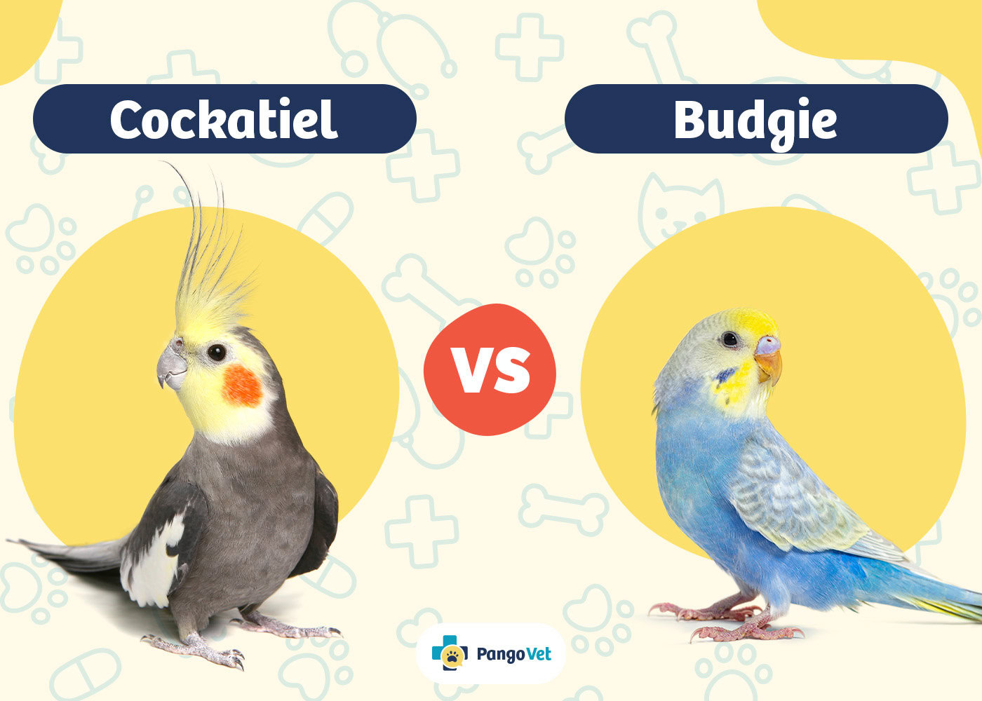 PangoVet_Cockatiel vs Budgie