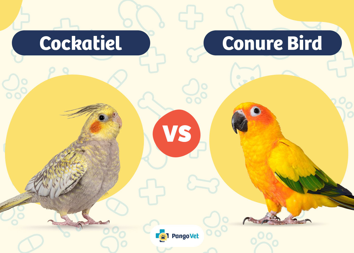 PangoVet_Cockatiel vs Conure Bird