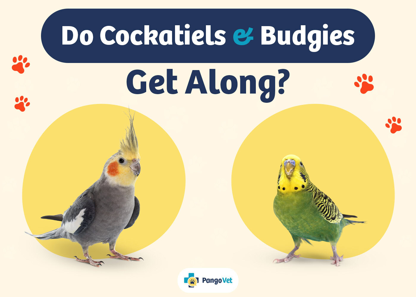PangoVet_Cockatiels & Budgies Get Along_v1_Aug 9 2024